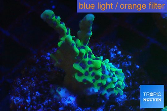 Montipora green & purple polyps 2-3 cm WYSIWYG acclimaté