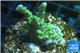 Montipora green & purple polyps 2-3 cm WYSIWYG acclimaté