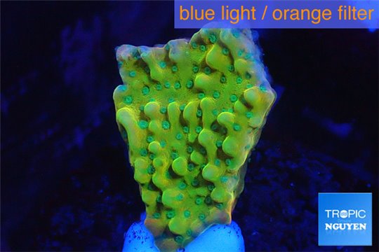 Montipora kung pao phoenix 2-3 cm WYSIWYG acclimaté