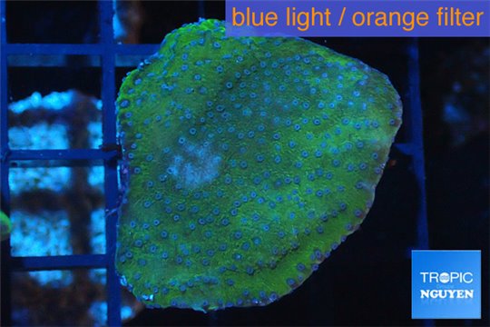 Montipora blue polyps Fijii 2-4 cm WYSIWYG acclimaté