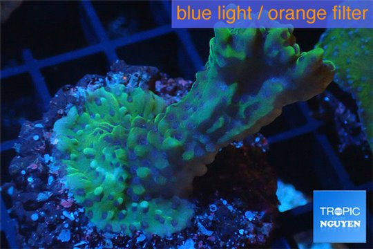 Montipora green & purple polyps 3-4 cm WYSIWYG acclimaté