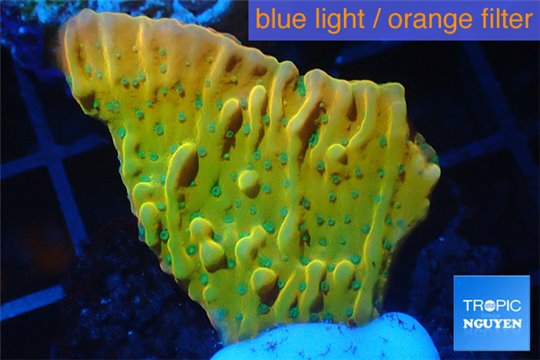 Montipora kung pao phoenix 2-3 cm WYSIWYG acclimaté