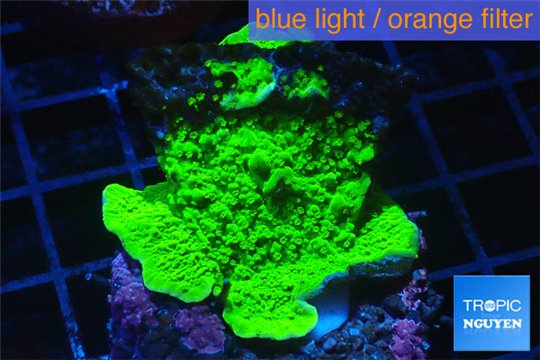 Montipora capricornis green 2-4 cm WYSIWYG acclimaté