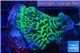 Montipora green 2-3 cm WYSIWYG acclimaté