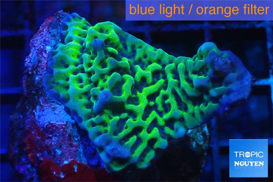 Montipora green 2-3 cm WYSIWYG acclimaté