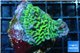 Montipora green 2-3 cm WYSIWYG acclimaté