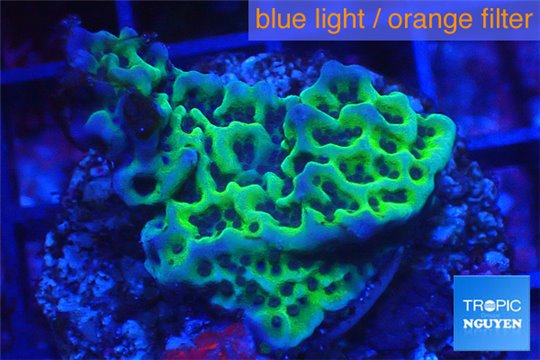 Montipora green 2-3 cm WYSIWYG acclimaté