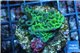 Montipora green 2-3 cm WYSIWYG acclimaté