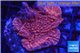 Montipora red purple polyps 2-3 cm WYSIWYG acclimaté