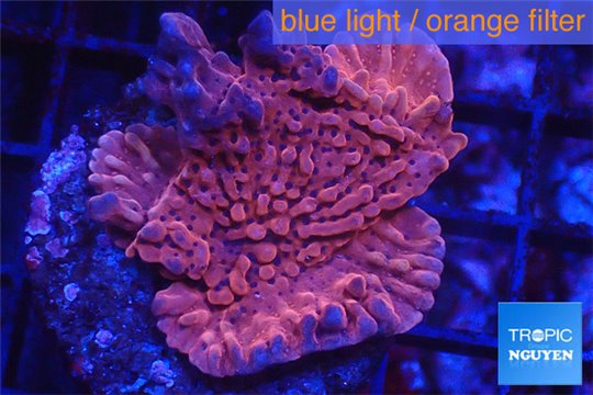 Montipora red purple polyps 2-3 cm WYSIWYG acclimaté