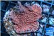 Montipora red purple polyps 2-3 cm WYSIWYG acclimaté