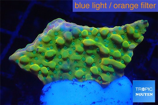 Montipora kung pao phoenix 2-3 cm WYSIWYG acclimaté