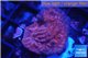 Montipora red purple polyps 2-3 cm WYSIWYG acclimaté