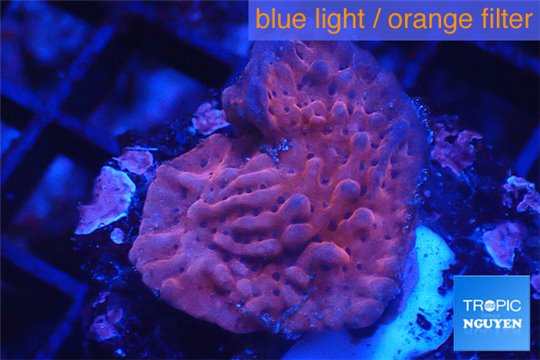 Montipora red purple polyps 2-3 cm WYSIWYG acclimaté