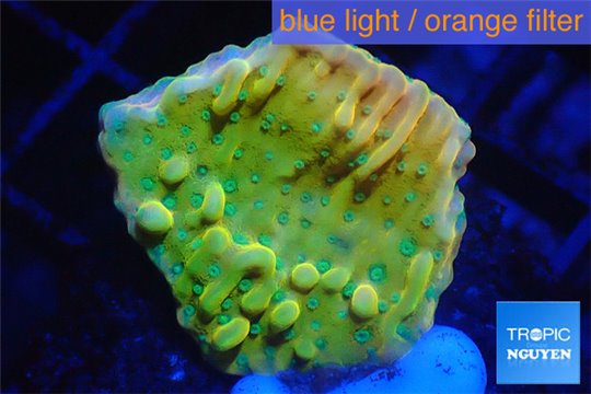 Montipora kung pao phoenix 2-3 cm WYSIWYG acclimaté