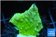 Montipora capricornis green 2-3 cm WYSIWYG acclimaté