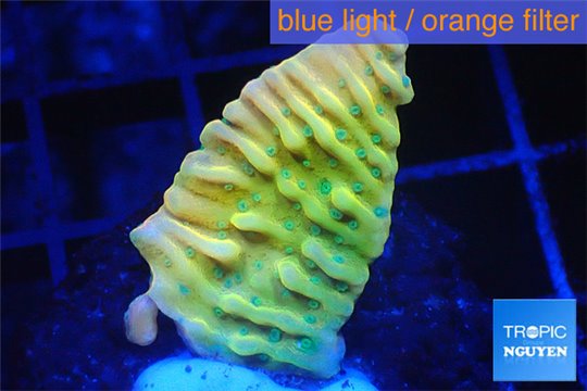 Montipora kung pao phoenix 2-3 cm WYSIWYG acclimaté