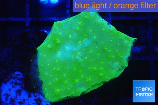 Montipora capricornis green 2-3 cm WYSIWYG acclimaté