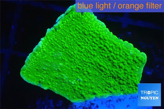 Montipora capricornis green 3-4 cm WYSIWYG acclimaté