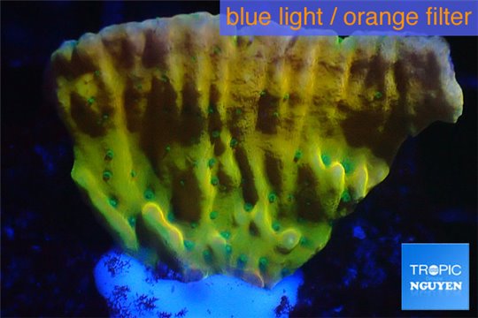 Montipora kung pao phoenix 2-3 cm WYSIWYG acclimaté