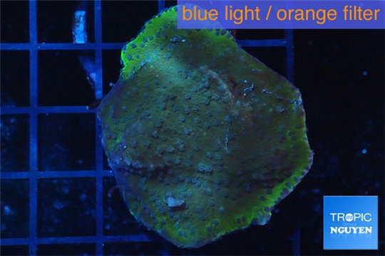 Montipora blue polyps Fijii 2-4 cm WYSIWYG acclimaté