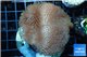 Sarcophyton long polyps 8-12 cm WYSIWYG acclimaté