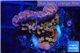 Montipora red purple polyps 2-4 cm WYSIWYG acclimaté