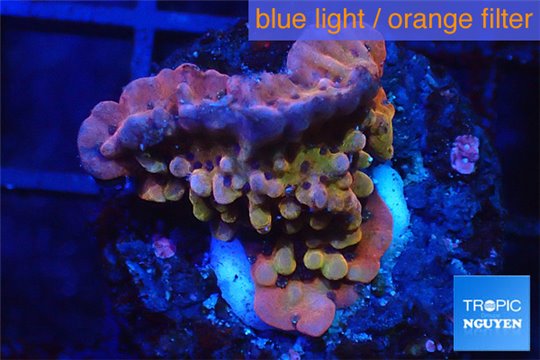 Montipora red purple polyps 2-4 cm WYSIWYG acclimaté