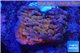 Montipora red purple polyps 2-4 cm WYSIWYG acclimaté