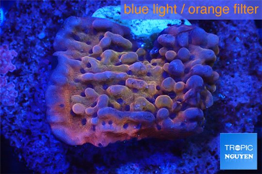 Montipora red purple polyps 2-4 cm WYSIWYG acclimaté