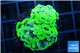 Euphyllia paraancora reverse green 3-5 cm WYSIWYG acclimaté