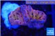 Montipora red purple polyps 2-3 cm WYSIWYG acclimaté