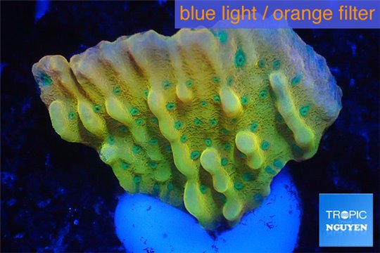 Montipora kung pao phoenix 2-3 cm WYSIWYG acclimaté