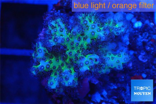 Pocillopora damicornis 2-3 cm WYSIWYG acclimaté