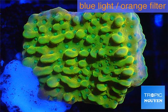 Montipora kung pao phoenix 2-3 cm WYSIWYG acclimaté