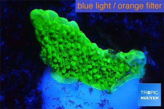 Montipora capricornis green 2-3 cm WYSIWYG acclimaté