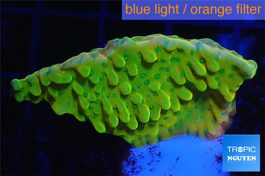 Montipora kung pao phoenix 2-3 cm WYSIWYG acclimaté