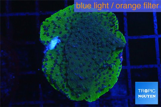 Montipora blue polyps Fijii 2-4 cm WYSIWYG acclimaté