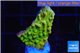 Montipora kung pao phoenix 2-3 cm WYSIWYG acclimaté