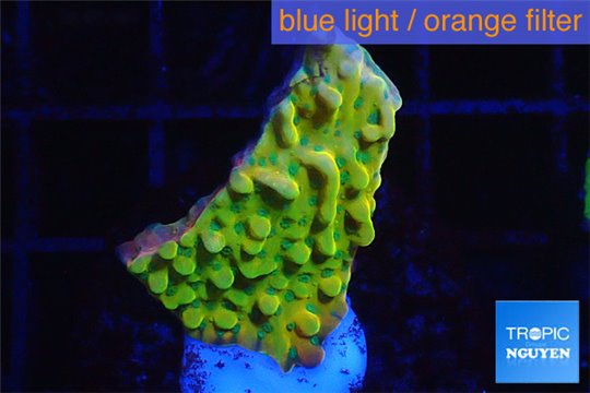 Montipora kung pao phoenix 2-3 cm WYSIWYG acclimaté