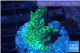 Montipora green & purple 3-4 cm WYSIWYG acclimaté