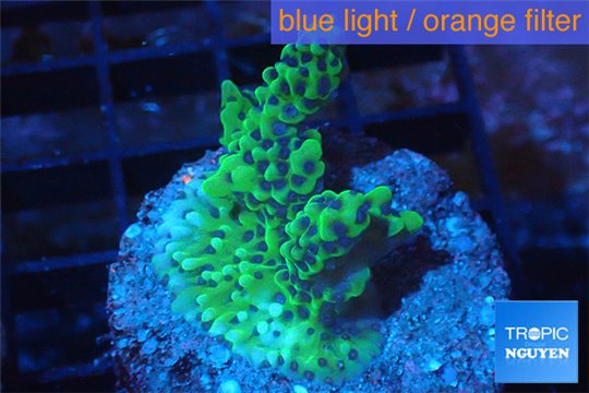 Montipora green & purple 3-4 cm WYSIWYG acclimaté