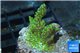 Montipora green & purple 3-4 cm WYSIWYG acclimaté