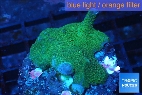 Montipora digitata green 2-4 cm WYSIWYG acclimaté