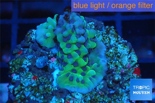 Montipora green & purple 2-3 cm WYSIWYG acclimaté