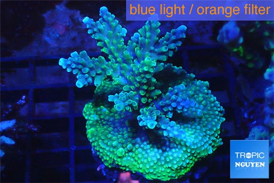 Acropora green blue 4-6 cm WYSIWYG acclimaté