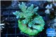 Acropora green blue 4-6 cm WYSIWYG acclimaté