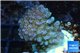 Pocillopora verrucosa pink 2-4 cm WYSIWYG acclimaté