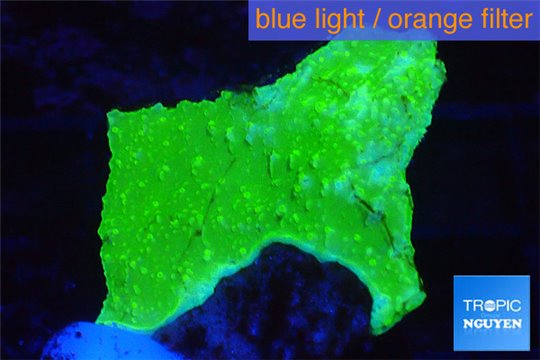 Montipora capricornis green 2-3 cm WYSIWYG acclimaté