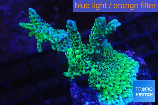 Montipora green & purple 3-5 cm WYSIWYG acclimaté